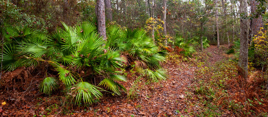 Shepard State Park Hiking Trail, Gautier, MS