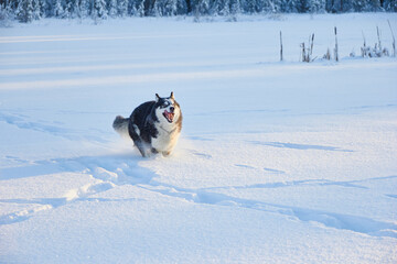 dog siberian husky jumping in the snow, the dog is playing in the winter in the field