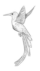 outline sketch in graphic style flying bird