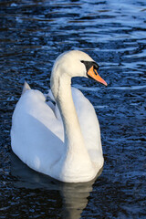 White Swan, United Kingdom