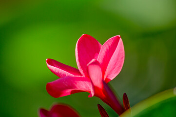 Red jasmine flower (Plumeria rubra)