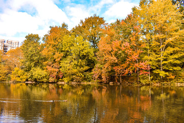 autumn trees reflected in water