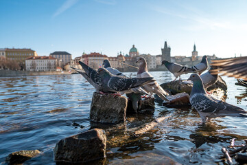 Pigeons in front of the Charles Bridge, Prague, Czech Republic