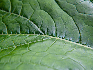 Abstract natural background- the texture of the surface of a green leaf in close-up, shallow depth of field focus in the center