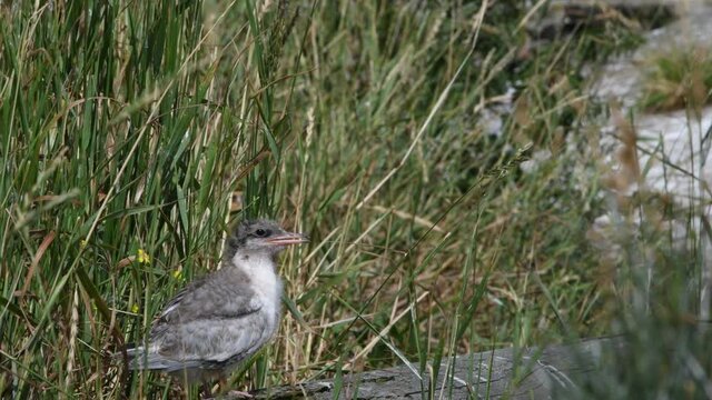 Baby bird of Common Tern.The Common Tern (Sterna hirundo) is a seabird of the tern family Sternidae. Natural habitat. Russia. Ladoga Lake.