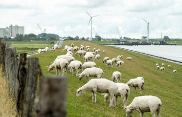 A flock of sheep grazing on a dyke. In the background there are a harbour on a canal and windmills before a cloudy sky. In the foreground are some fenceposts.