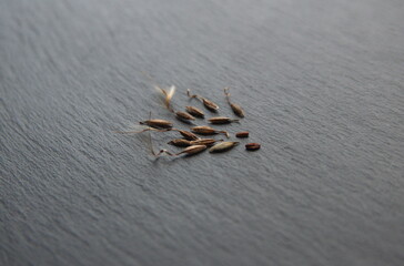 Seeds of Geranium Zonal, Pelargonium hortorum, on grey background