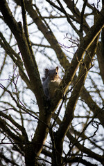 Squirrel looking at the camera through a Y split in a tree branch