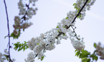 Flower tree with parts of one branch in focus and unsharp branches in the back. Overcast day