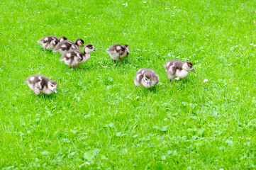 funny ducklings on the green lawn
