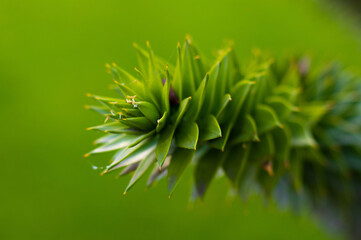 Macro image of a leafy branch