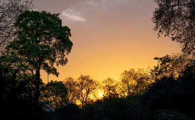 Sunset in Canterbury with a large green tree in the foreground