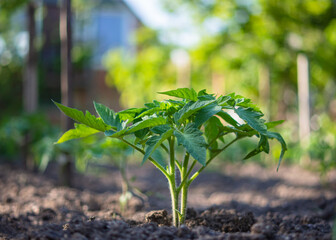 Young tomato seedlings growing in the open ground on a bed, shallow depth of field. Beautiful green tomato bush on the background of a sunny garden