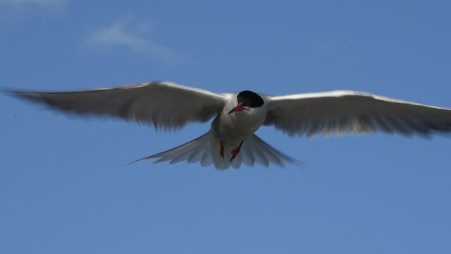 The tern hovered in the air, fluttering its wings. Slow motion. Adult common terns on the blue sky background.  Scientific name: Sterna hirundo. Ladoga lake. Russia.