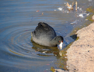 Coots in Veterans Memorial Park, Boulder City, NV.