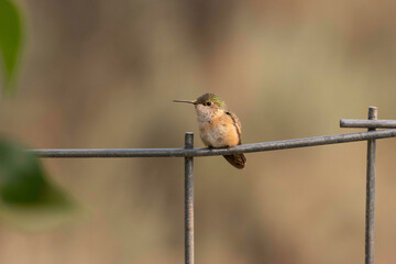 Female Rufous Hummingbird on a Fence