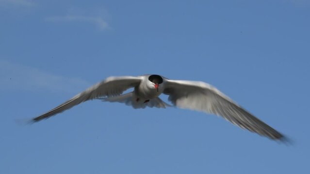 The tern hovered in the air, fluttering its wings. Slow motion. Adult common terns on the blue sky background.  Scientific name: Sterna hirundo. Ladoga lake. Russia.