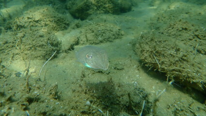 Common cuttlefish (Sepia officinalis) undersea, Aegean Sea, Greece, Halkidiki
