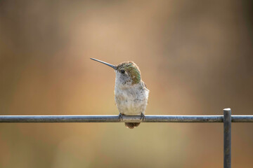 Female Rufous Hummingbird