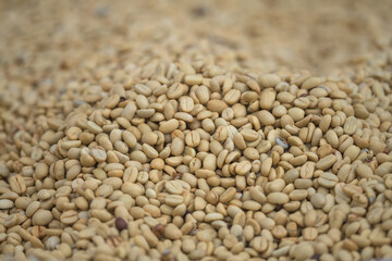 Closeup coffee beans drying in the sun.