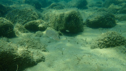 Common cuttlefish (Sepia officinalis) undersea, Aegean Sea, Greece, Halkidiki
