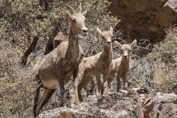 Mama Bighorn Ewe and Lambs