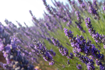 Lavender purple flowers. Blurred sunny background.