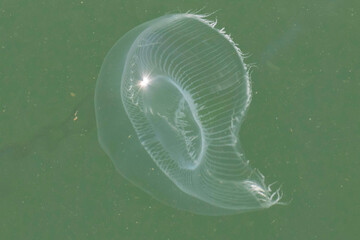 A Jellyfish in the Pacific Ocean
