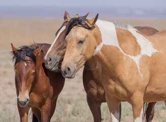 Wild Horses in Summer in the Utah Desert