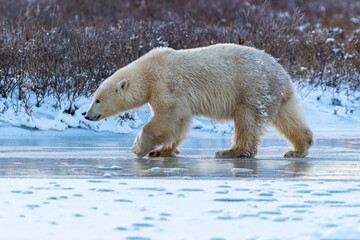 Obraz na płótnie Canvas Polar Bear (Ursus maritimus) on the shore of Hudson Bay, Canada
