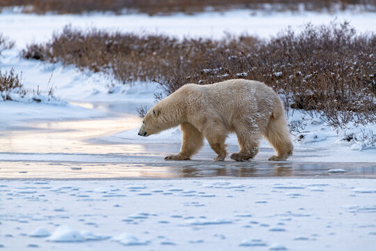 Polar Bear (Ursus maritimus) on the shore of Hudson Bay, Canada