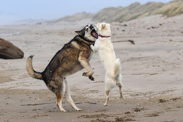 Two Dogs Playing on the Beach