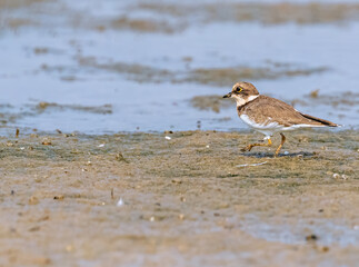 Little Ringed Plover near a lake