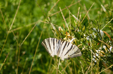 scarce swallowtail butterfly (latin: podalirius iphiclides) with damaged wings on a green...