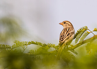 A Sparrow on a bush