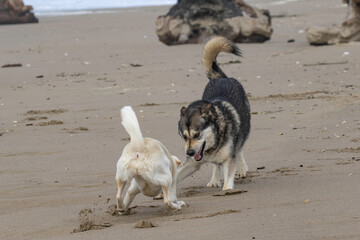 dogs playing on the beach