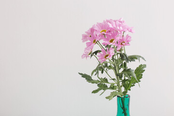 chrysanthemums flowers in glass vase on white background