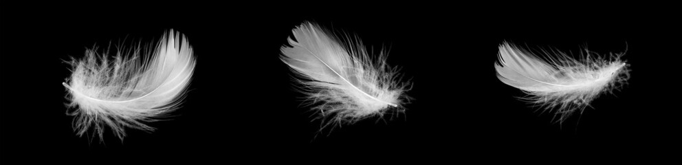 white duck feathers isolated on black background