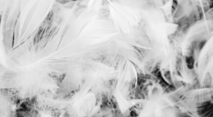 nice white duck feathers. background or texture