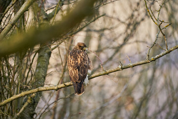 Common Buzzard (Buteo buteo) sitting on tree branch.