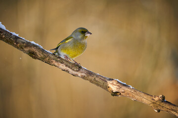 songbird european foliage in the morning light