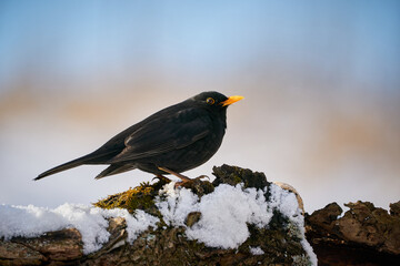 Eurasian Blackbird (Turdus merula) winter scene.