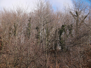 A beech forest with trees partially covered with ivy weeds