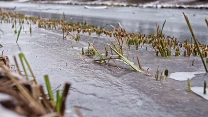 Frozen River Bank with Water Rushes Sticking Through Thick Ice	