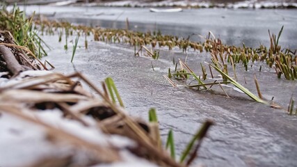 Frozen River Bank with Water Rushes Sticking Through Thick Ice	