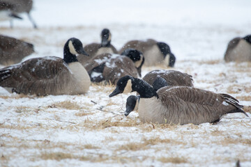 Geese in field feeding on grass 