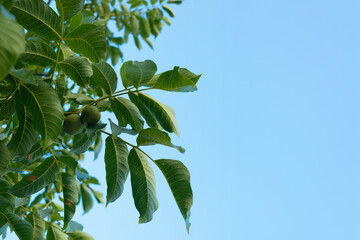 Two green wallnuts on the tree