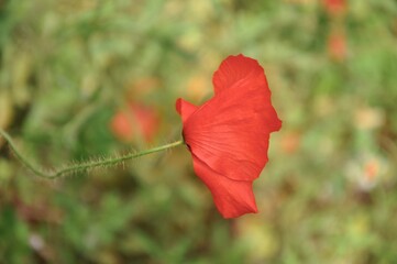 Red poppy in the green field.Red polish poppy in the nature, isolated.A red lonely poppy on the background of a meadow full of daisies in the Polish countryside