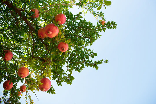 Alibertia patinoi tropical fruit on the tree