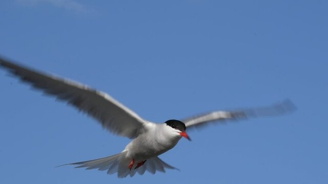 The tern hovered in the air, fluttering its wings. Slow motion. Adult common terns on the blue sky background.  Scientific name: Sterna hirundo. Ladoga lake. Russia.